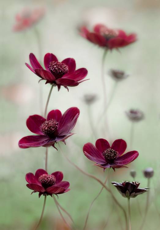 Cosmos sway à Mandy Disher