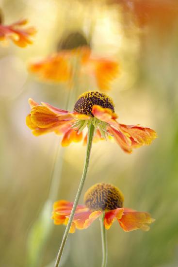 Helenium