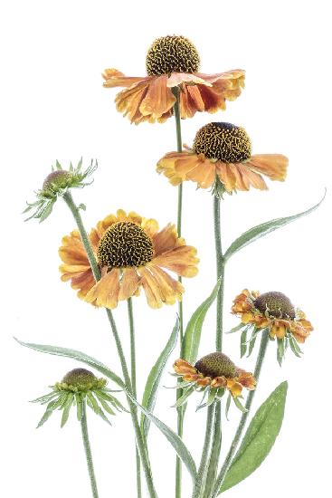 Helenium