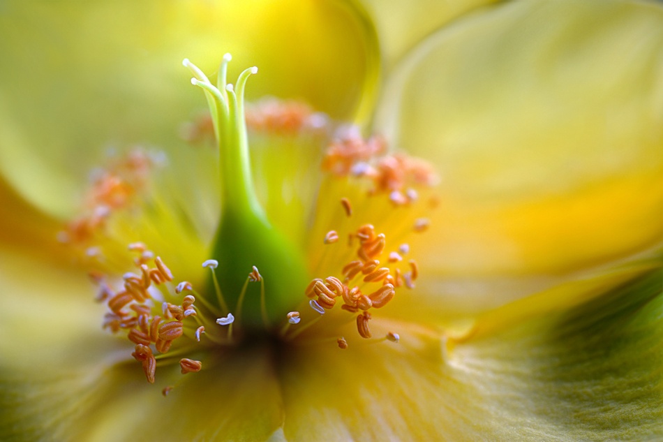 Hypericum à Mandy Disher