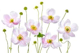 Japanese Anemones