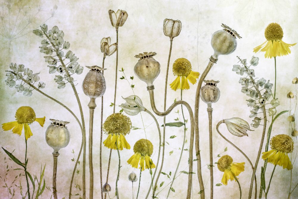 Poppies and Helenium à Mandy Disher