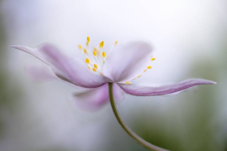 Nemorosa à Mandy Disher