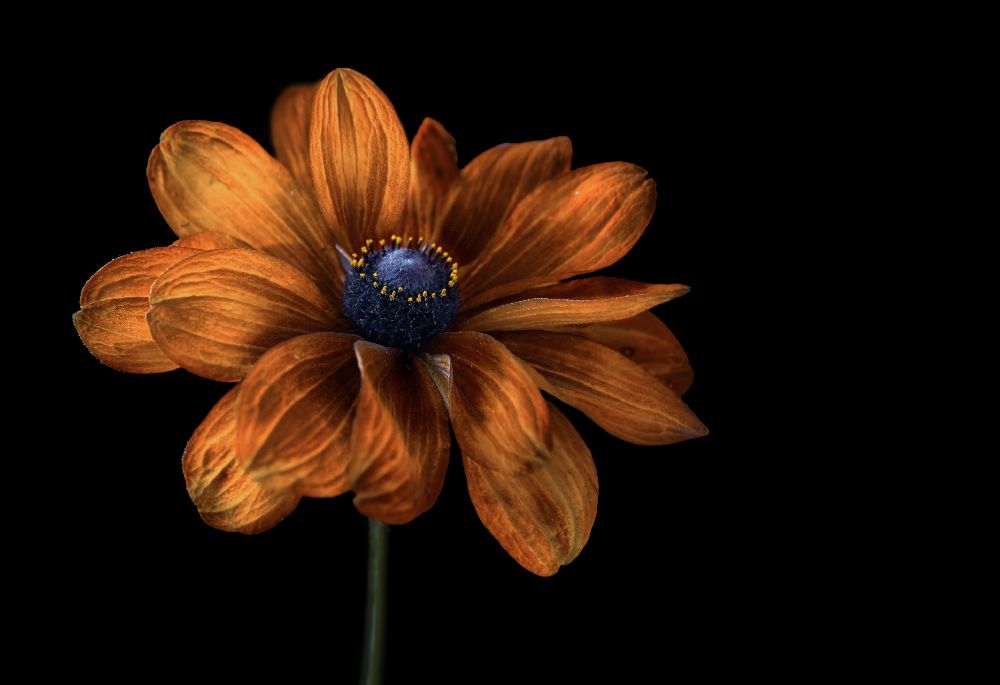 Rudbeckia à Mandy Disher