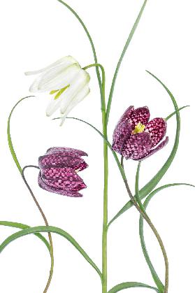 Snakes head Fritillary