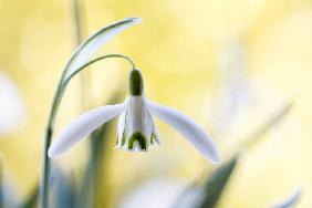 Snowdrops