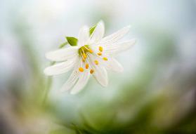 Spring Stitchwort