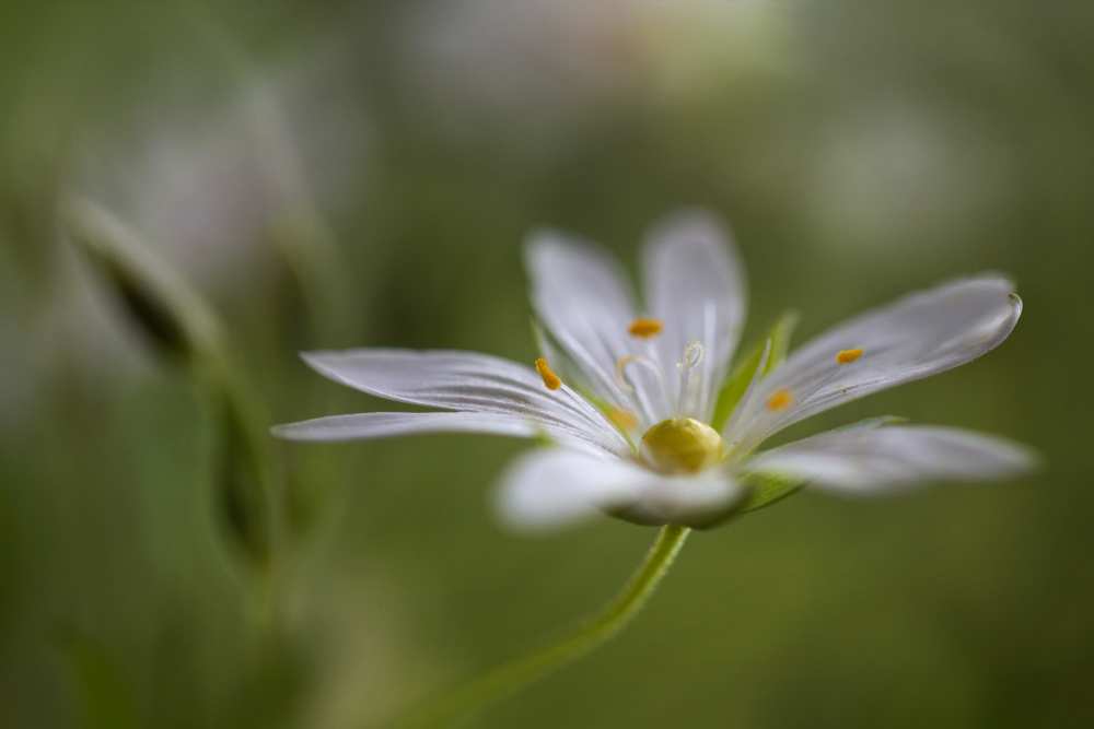 Stitchwort à Mandy Disher