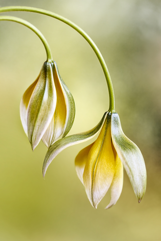 Tulipa à Mandy Disher