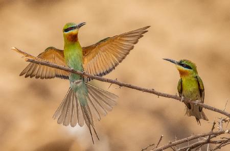 bee eaters landing