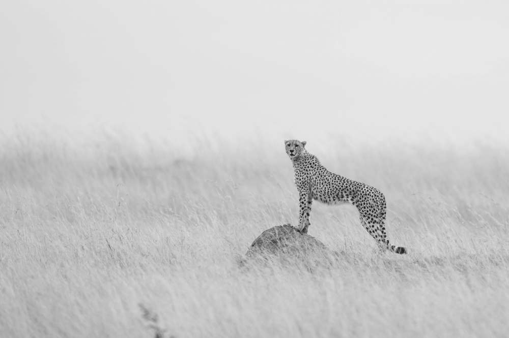 Cheetah Manning its territory à Manish Nagpal