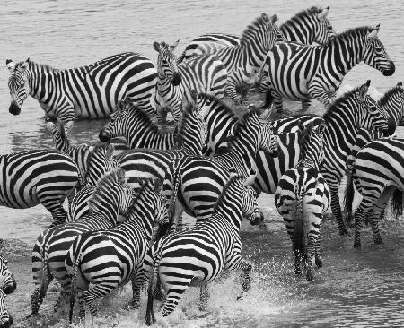 Zebra crossing