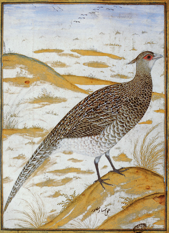Himalayan cheer pheasant, Jahangir Period, Mughal à Mansur