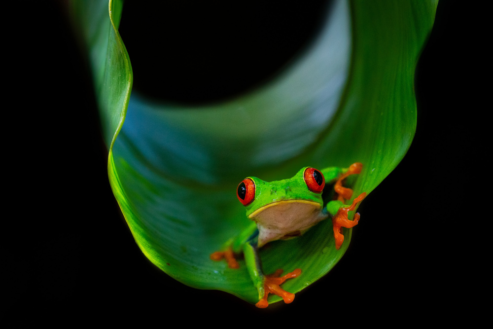 Frog on a leaf à Marc Meijlaers