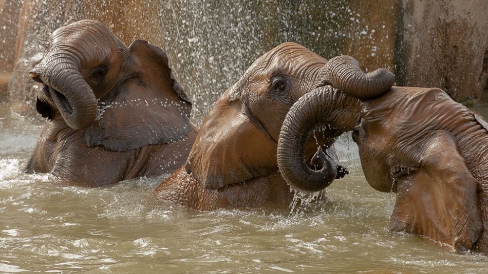 Bath time play à Marc Pelissier