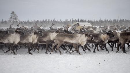 Herd in the camp