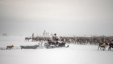 Kostya drives herd of reindeer