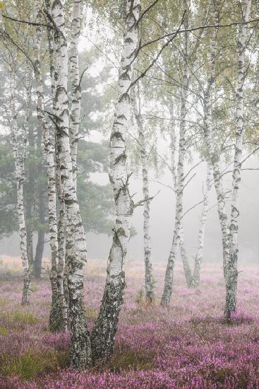 Birches in the mist