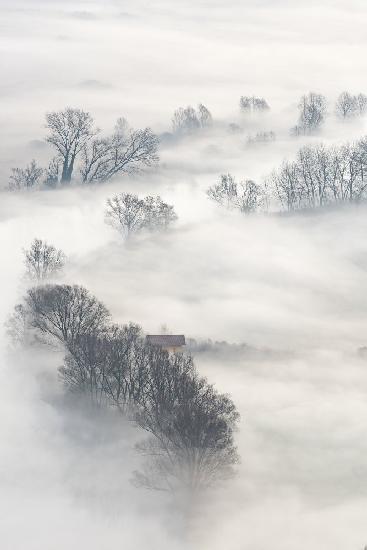 Trees in the fog