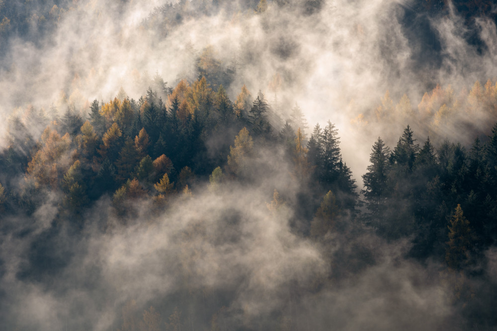 Fog in the trees à Marco Galimberti