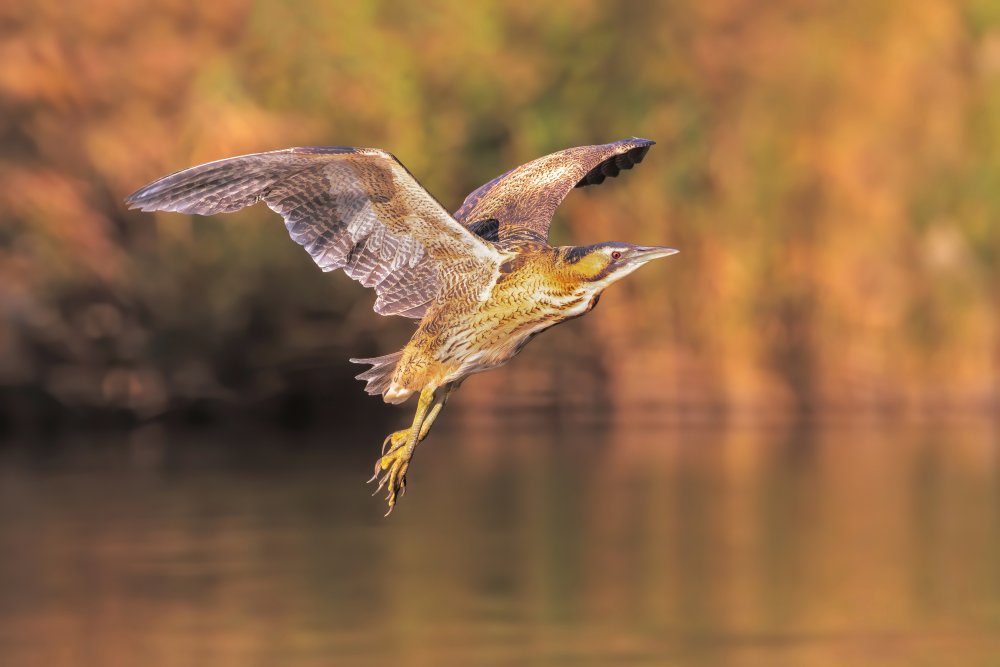 The flight of the angel à Marco Gentili