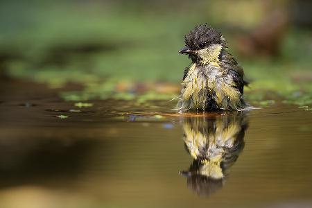 At the mirror