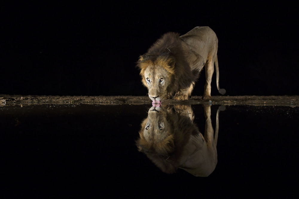 The king is thirsty à Marco Pozzi