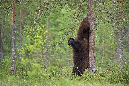 Scratching