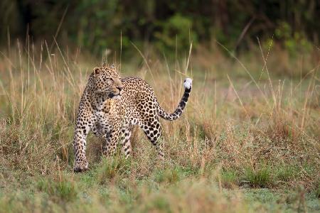 Leopard in the morning