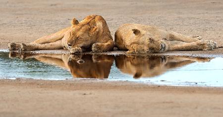 sleeping time in the bush