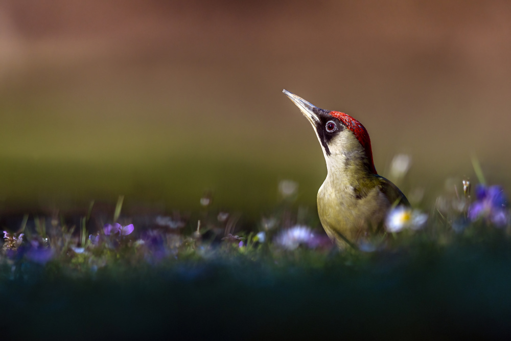 The lady woodpecker in the sun à Marco Redaelli