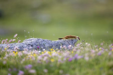 Ermine on patrol