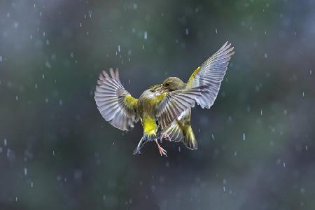 Dancing in the rain