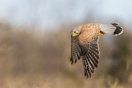 Kestrel on patrol