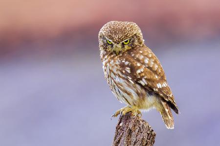 Angry little owl