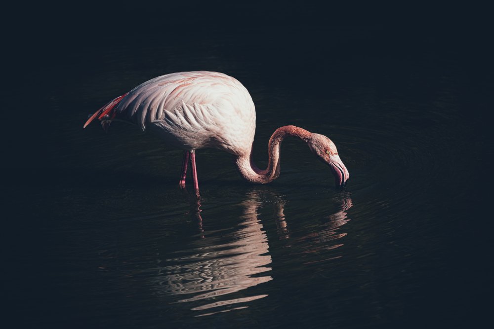 Enlighted flamingo à Marco Tagliarino