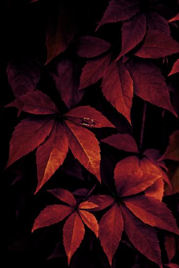 Dark Leaves 7X
