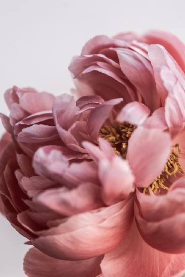 Peony