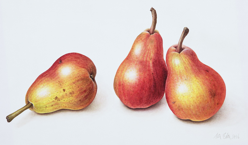 Red Pears, 1996 (w/c on paper)  à Margaret Ann  Eden