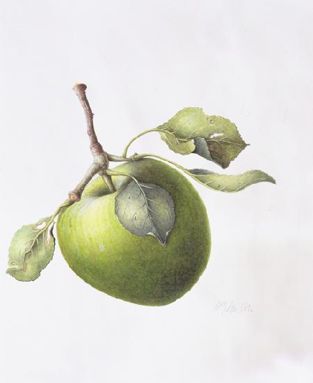 Bramley Apple