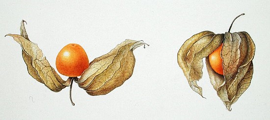 Cape Gooseberries (Physalis peruviana) 1996 (w/c on paper)  à Margaret Ann  Eden