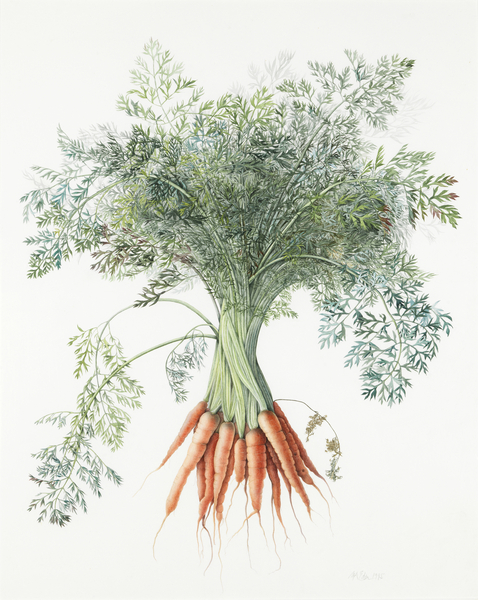 Carrots à Margaret Ann  Eden