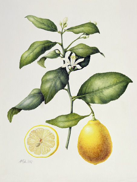 Citrus Limon, 1995 (w/c on paper)  à Margaret Ann  Eden