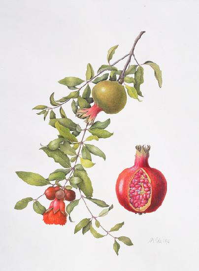 Pomegranate