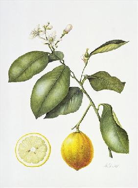Citrus Bergamot, 1995 (w/c on paper) 