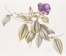 Glory Flower (Tibouchina Urvilleana) 1999 (w/c on paper) 