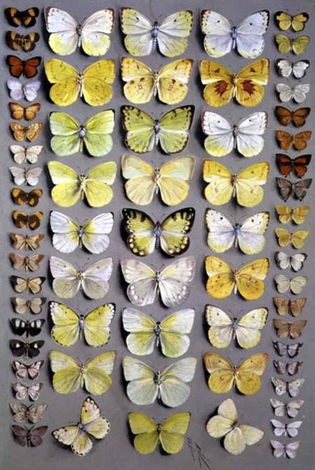 Papuan Butterflies 1 à Marian Ellis Rowan