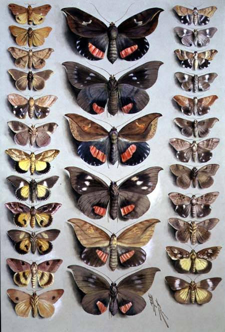 Papuan Moths à Marian Ellis Rowan