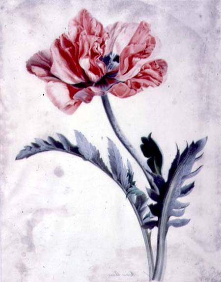 Flower Pieces, Oriental Poppy à Marie-Anne