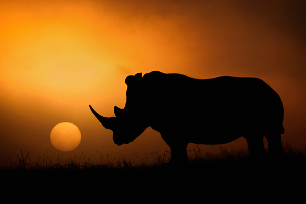 Rhino Sunrise à Mario Moreno